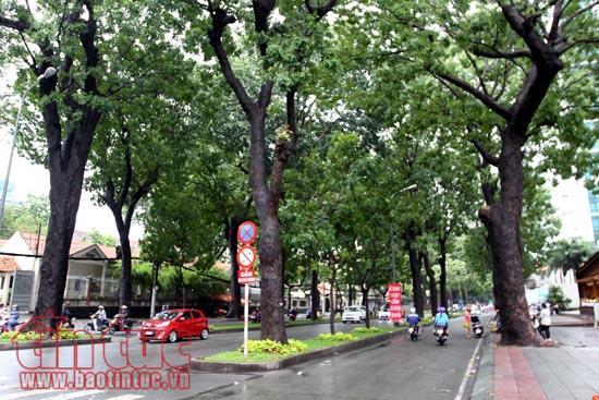 Ngắm hàng xà cừ trên đường Tôn Đức Thắng trước khi đốn hạ để xây cầu Thủ Thiêm 2 ảnh 8